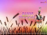 Pongal Wallpaper